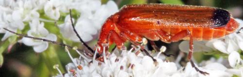Réf. 323 681 : Rhagonycha fulva